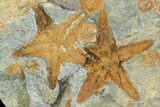 Starfish (Petraster?) Fossil Multiple Plate - Ordovician #100082-1